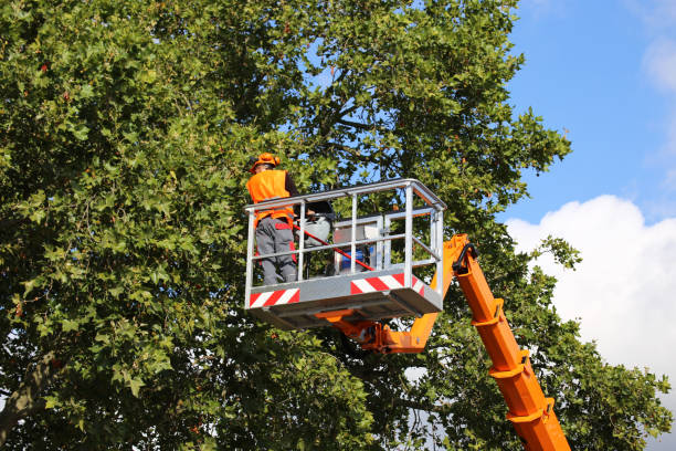 How Our Tree Care Process Works  in Dormont, PA